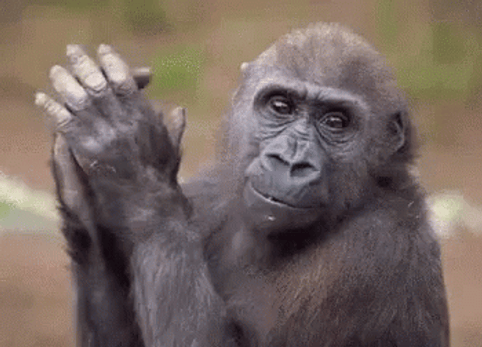 Slow Clapping Monkey GIF