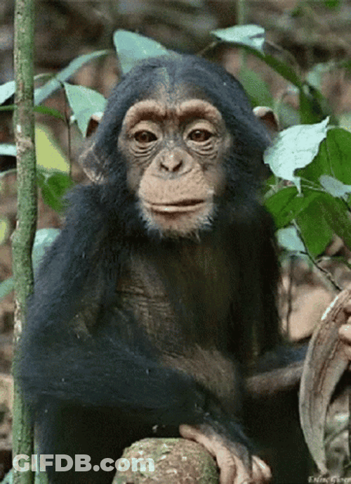 Slow Eating Monkey GIF