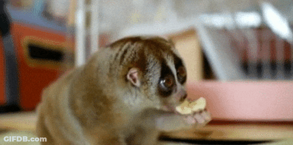 Slow Loris Eating Savannah Bananas GIF