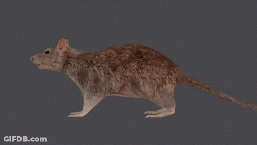 Slow Motion 3D Spinning Rat GIF