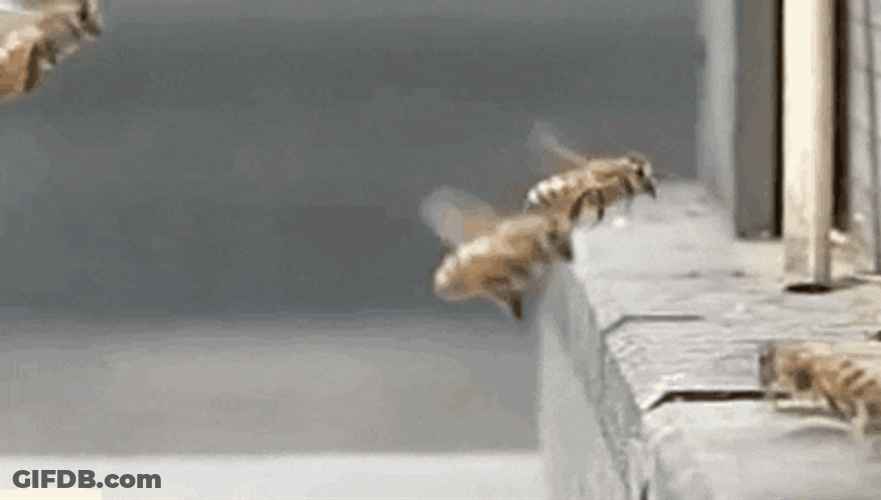 Slow Motion Bees Flying GIF