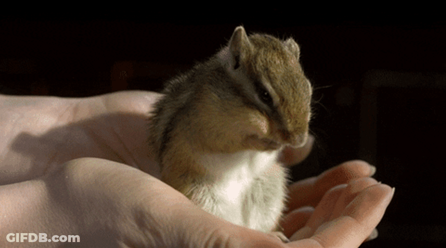 Slow Motion Chipmunk GIF