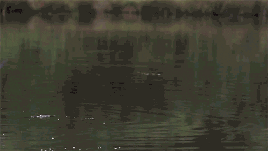Slow Motion Eagle GIF