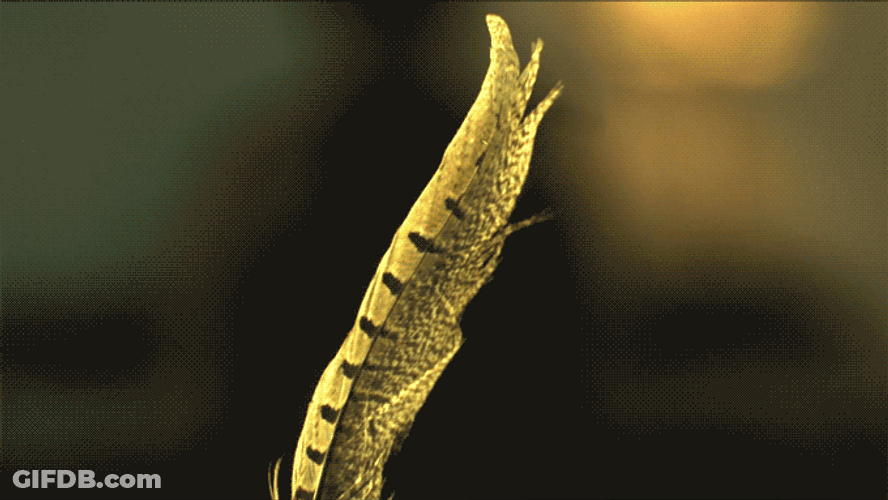 Slow Motion Feather GIF