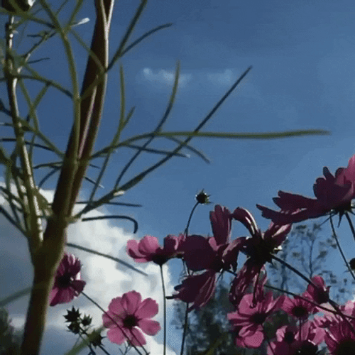 Slow Motion Flower Garden GIF