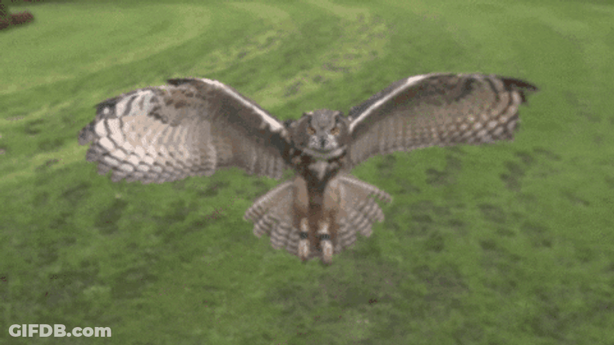 Slow Motion Flying Owl GIF