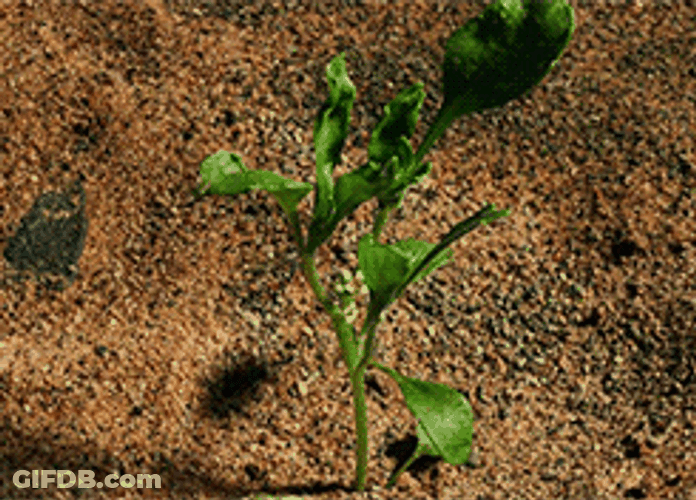 Slow Motion Growing Plant GIF