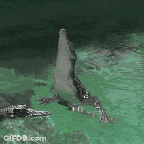 Slow Motion Jumping Alligator GIF
