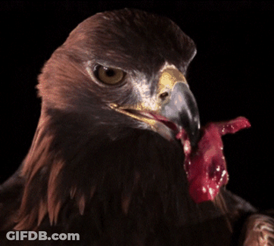 Slow Motion Meat Eating Eagle GIF