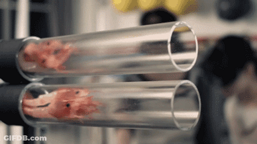 Slow Motion Meat Gun GIF