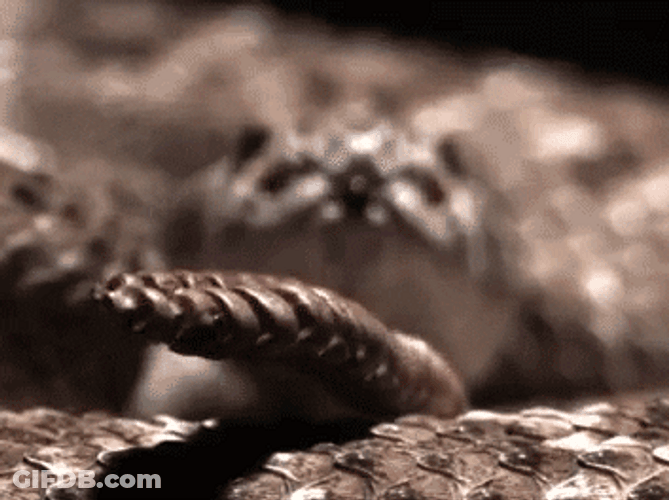 Slow Motion Rattlesnake GIF