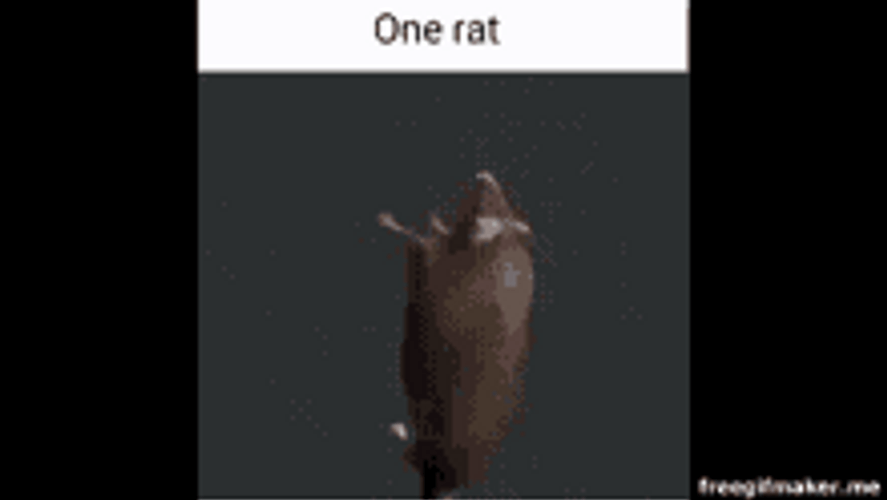 Slow Motion Spinning Rat GIF