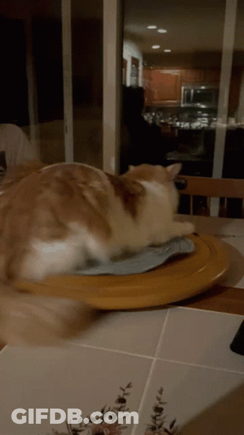 Slow Spinning Cat Laying On Disc GIF