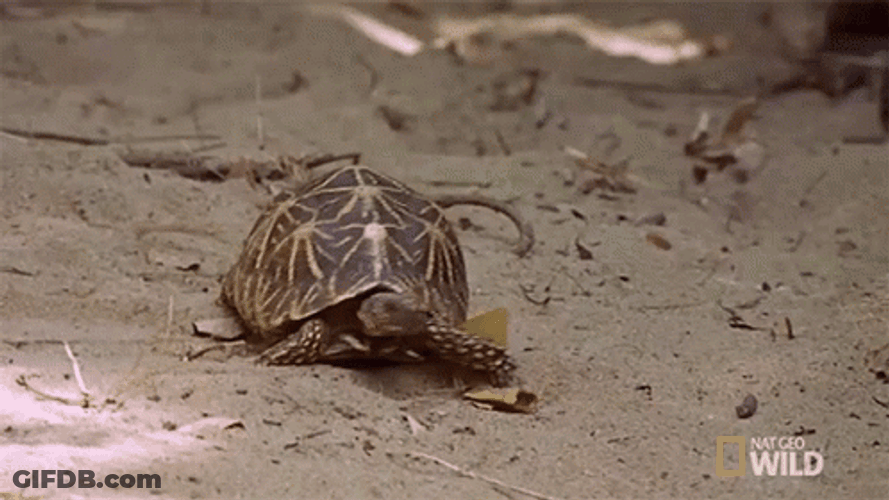 Slow Turtle Walking In Wilderness Nat Geo GIF