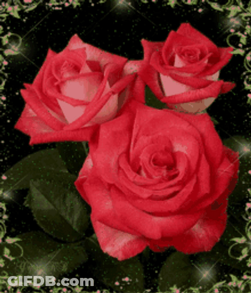 Slowly Blooming Garden Roses Flower GIF