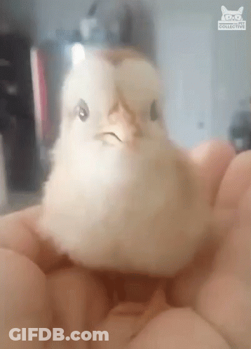 Small Angry Chicken Held GIF