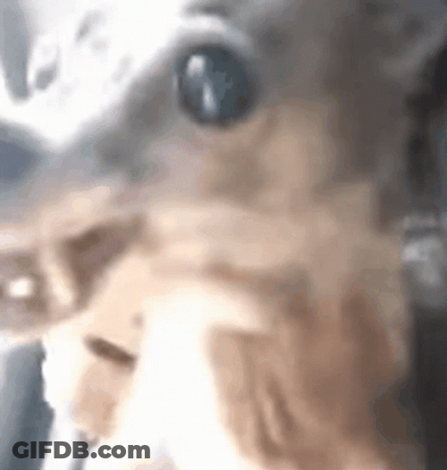 Small Angry Dog Meme GIF