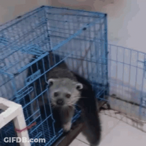 Small Animal In Blue Cage Looking At Camera GIF