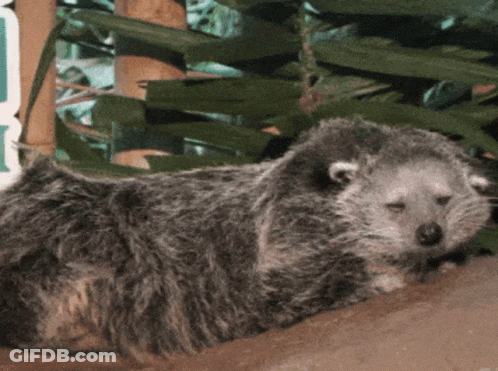 Small Animal Laying Down In Front Of Sign Saying A GIF