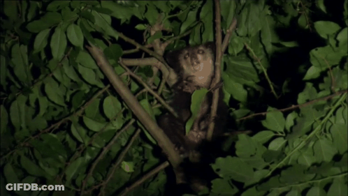 Small Animal Sitting In Green Tree GIF