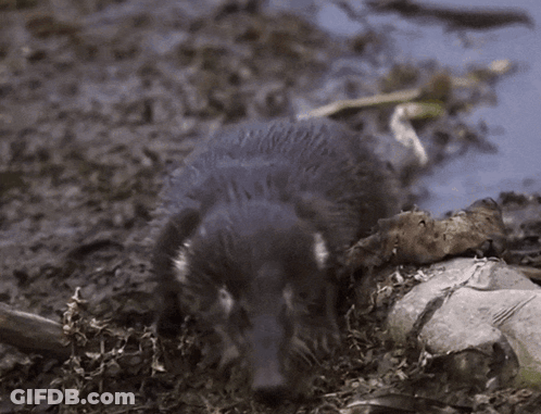 Small Animal Walking Near Rock GIF