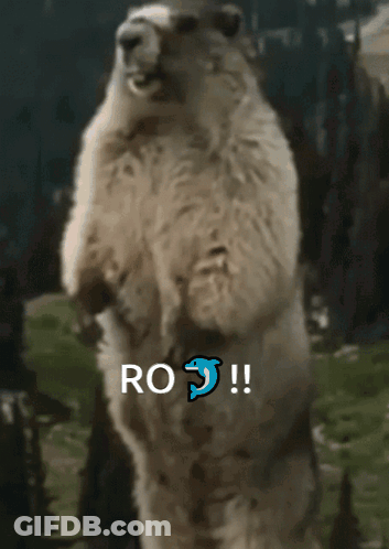 Small Animal Walking Near Rock GIF
