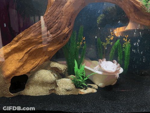Small Axolotl Sitting In Bathtub Aquarium GIF
