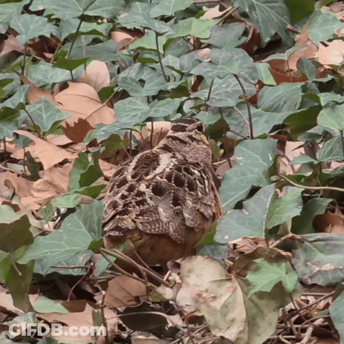 Small Bird In Ivy Leaves GIF