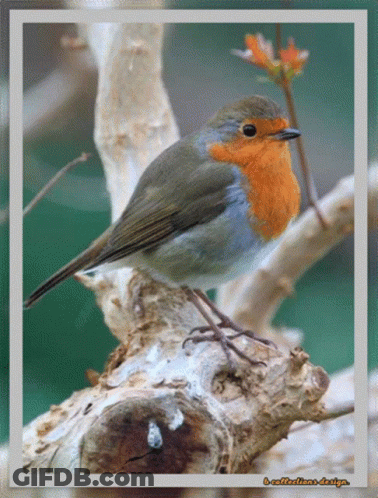 Small Bird Perched On Branch With Reflections Design Watermark GIF