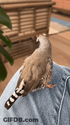Small Bird Perched On Lap GIF