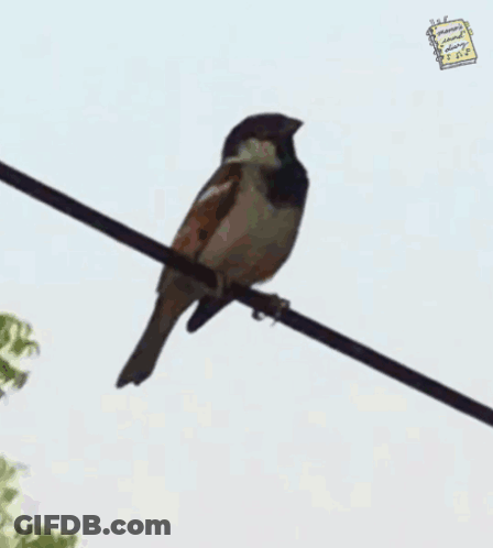 Small Bird Perched On Wire GIF
