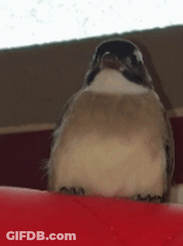 Small Bird Sitting On Red Surface Looking At Camera GIF