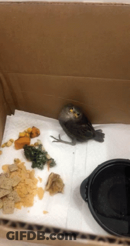 Small Bird Sitting On Red Surface Looking At Camera GIF