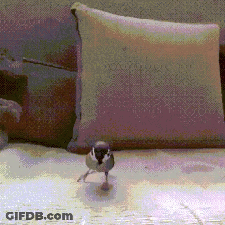 Small Bird Standing On Bed In Front Of Couch GIF