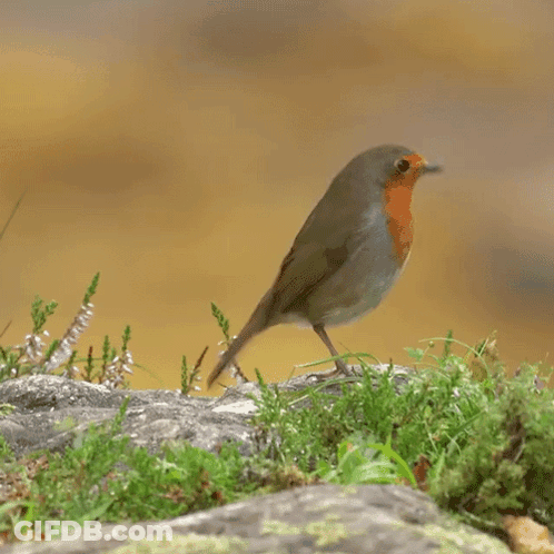 Small Bird Standing On Rock With Wings Spread GIF
