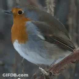 Small Bird With Red Head And Orange Beak GIF
