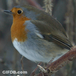 Small Bird With Red Head And Orange Chest On Branch GIF