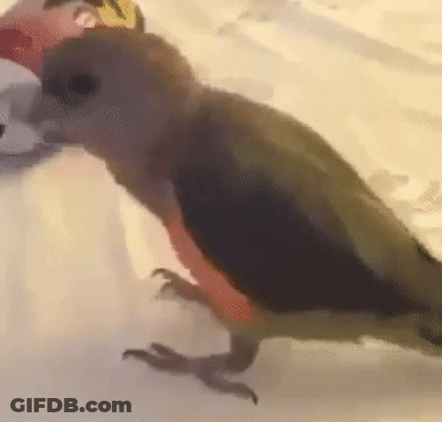 Small Bird With Yellow Sticker On Head Standing On Bed GIF