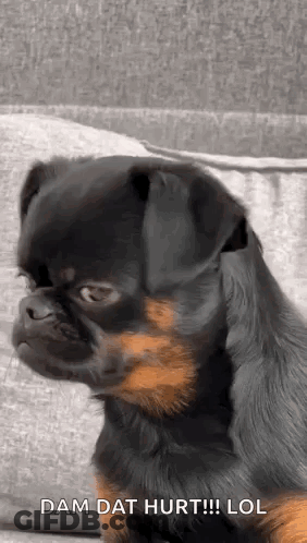 Small Black And Brown Dog Sitting GIF