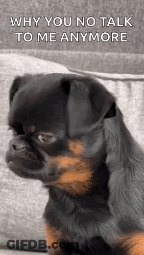 Small Black And Brown Dog Sitting On Couch GIF