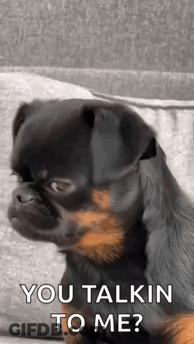 Small Black And Brown Dog Sitting On Couch Looking At Camera GIF