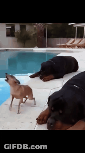 Small Black And Brown Dog Sitting On Couch Looking At Camera GIF