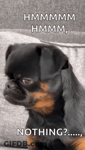 Small Black And Brown Dog Sitting On Couch Saying Nothing GIF