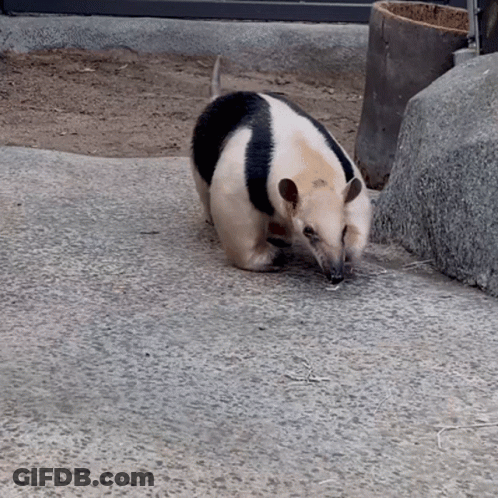Small Black And White Animal Walking On Concrete GIF
