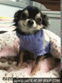 Small Black And White Dog In Blue Sweater Lying On Bed GIF