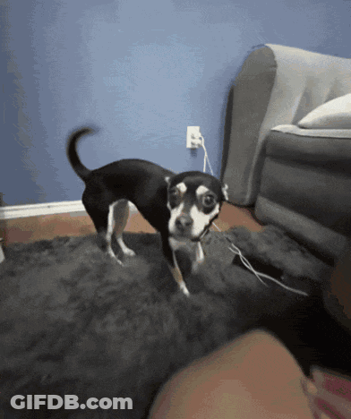 Small Black And White Dog Standing GIF