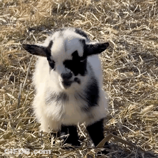 Small Black And White Goat Standing In Hay GIF