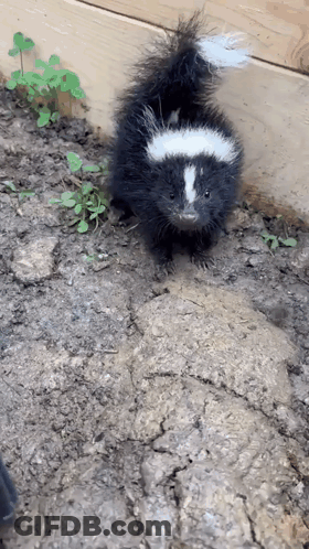 Small Black And White Skunk Standing GIF