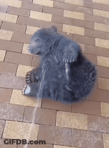 Small Black Bear Laying On Brick Floor GIF