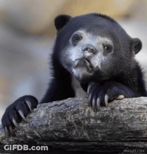 Small Black Bear With Long Claws Sitting On Rock GIF